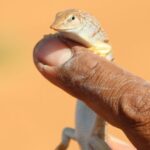 Acanthodactylus