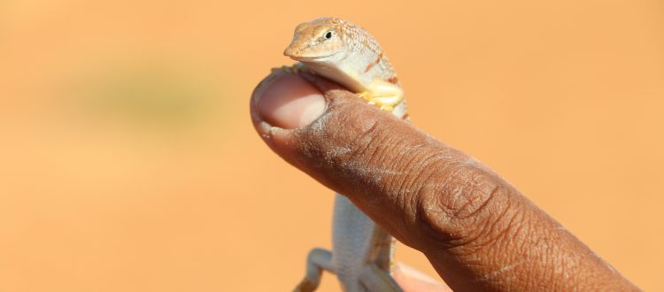 Acanthodactylus