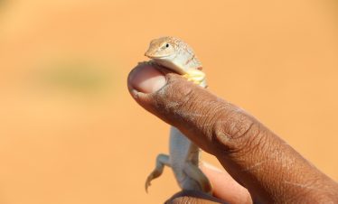 Animal trekking tour