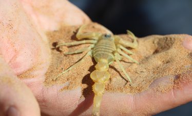 Scorpion in wahiba desert