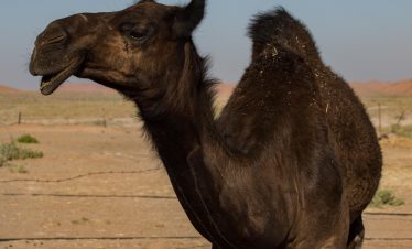 black camel rub al khali