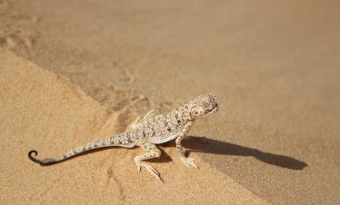 Phrynocephalus mystaceus