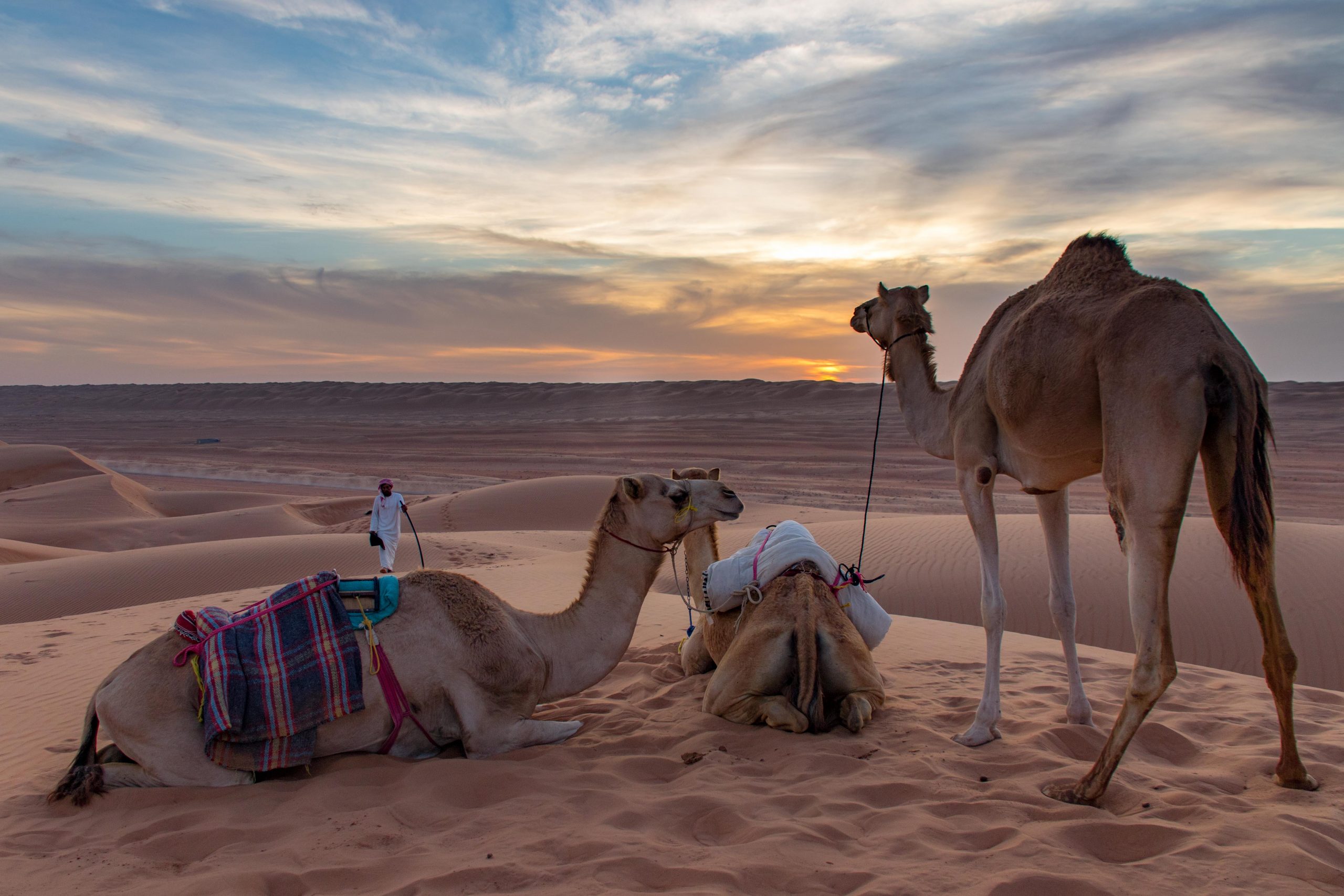 Camels are resting